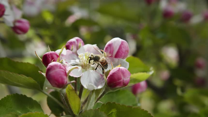 A bee is pollinating on a flower and flies away