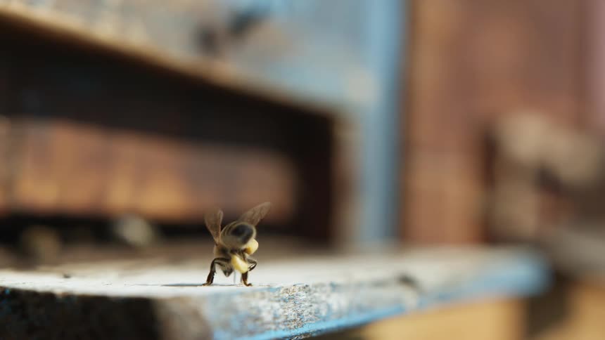 Honey bee wipes its legs and antenna before flying away from man made hive as other bees arrive and depart in the background