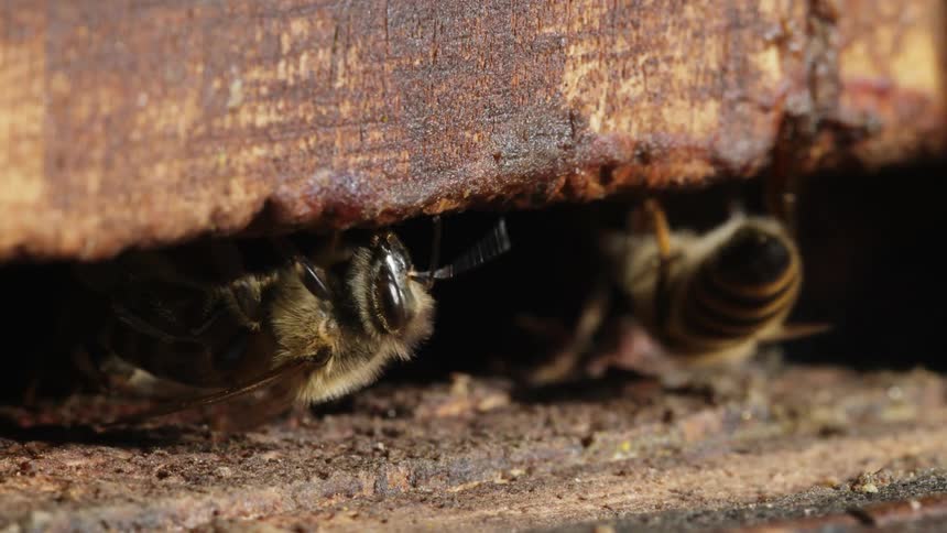 Bees coming in and out of a wooden beehive