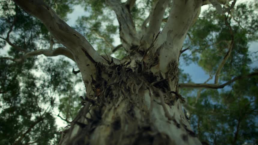 Big tall tree with a white bark extends branches to the sky