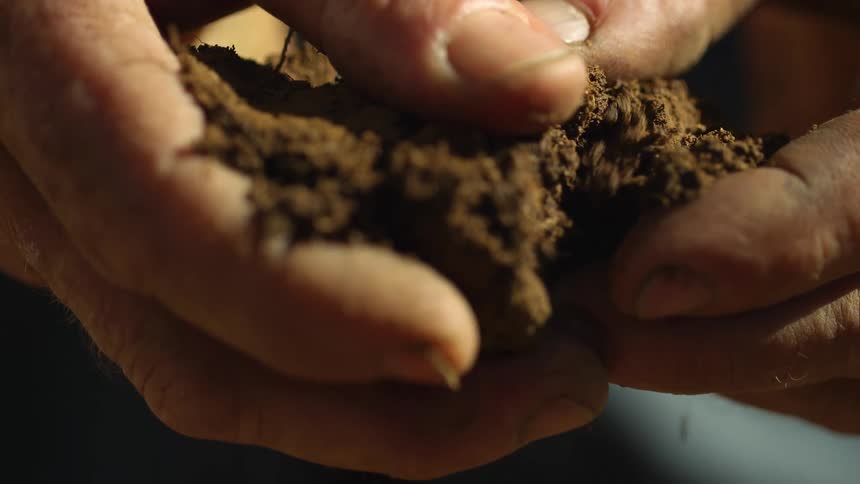 A man uses his thumbs to break up a clump of dirt in his hands