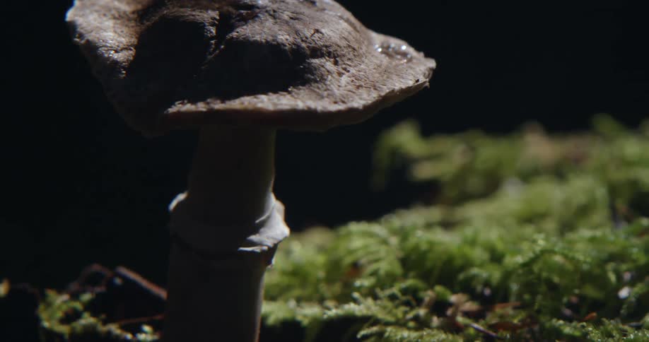 A large mushroom is growing in the grass
