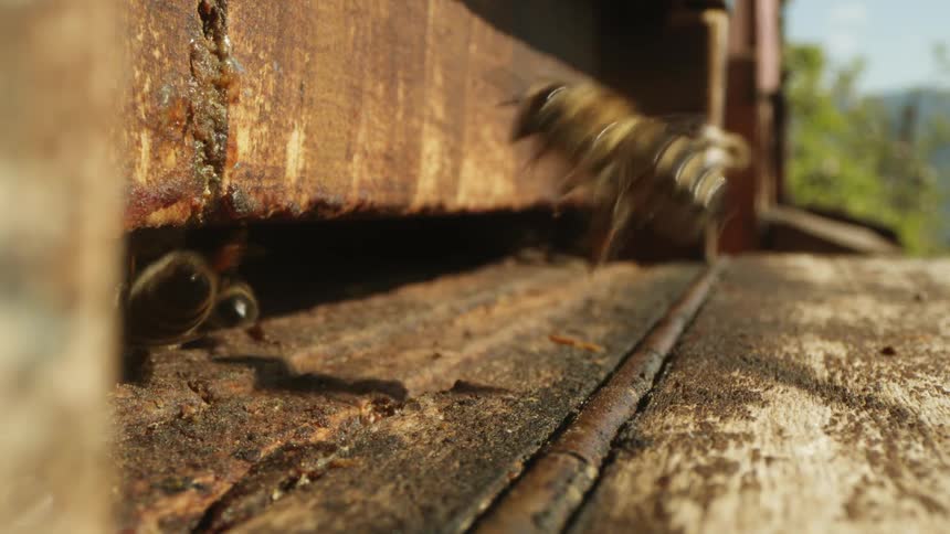 Close up of bees flying around beehives