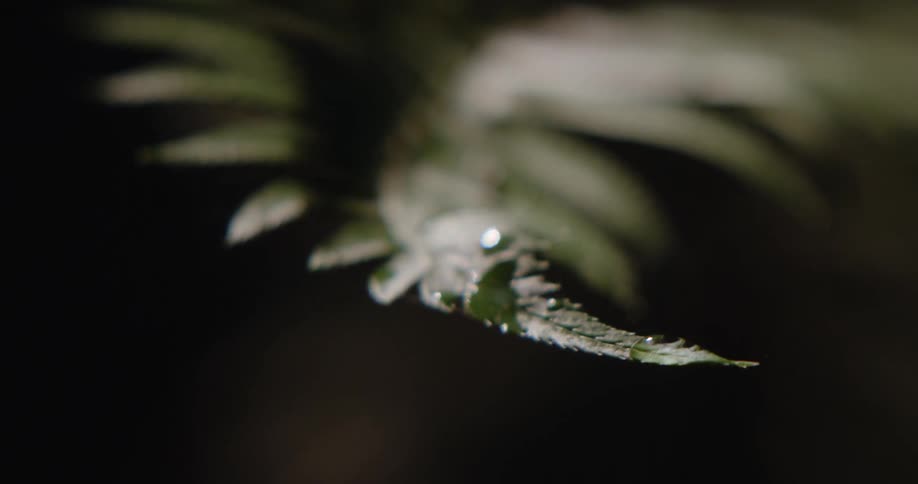 Water drops falling over a fern leaf