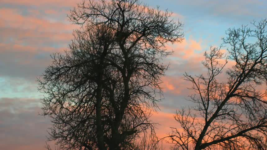 Bare trees are high in a colorful blue and pink sky