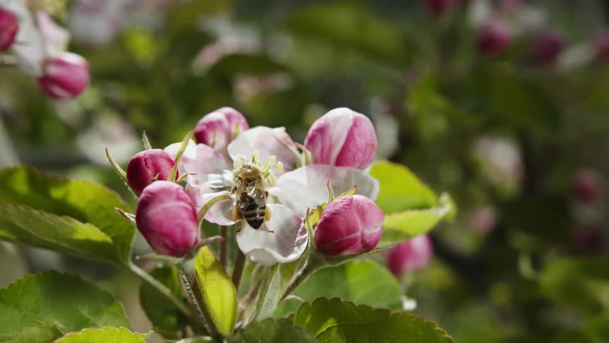 A bee is pollinating on a flower
