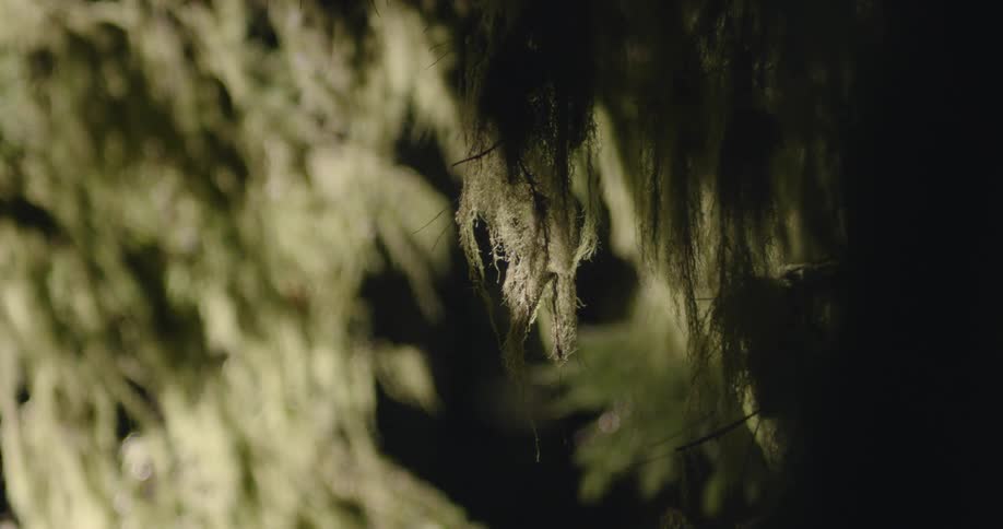 The trees in the wind at night