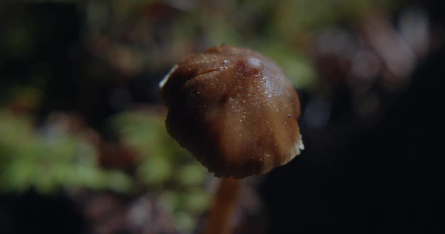 Small brown mushroom covered in dew on the forest