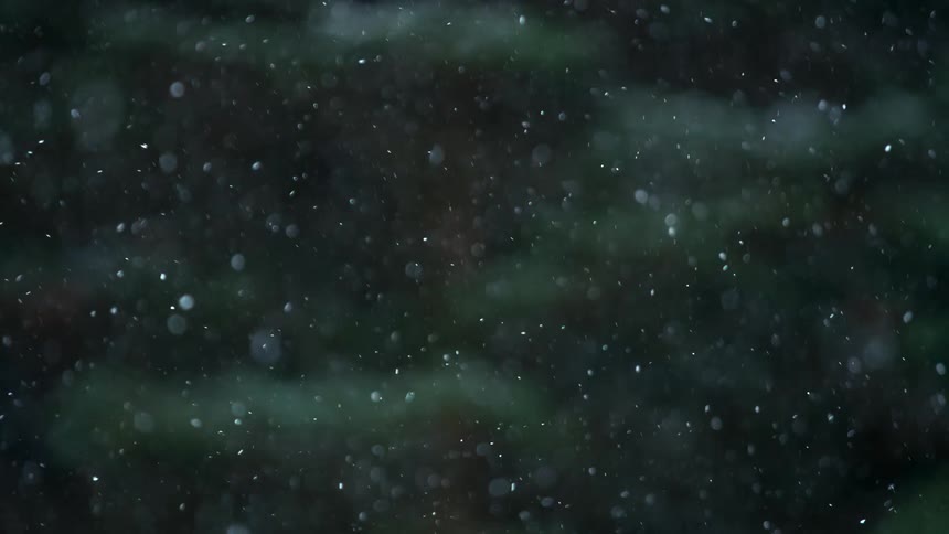 Light snowfall in front of the trees in a forest