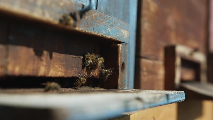Close up of a colony of honey bees flying in and out of a wooden beehive