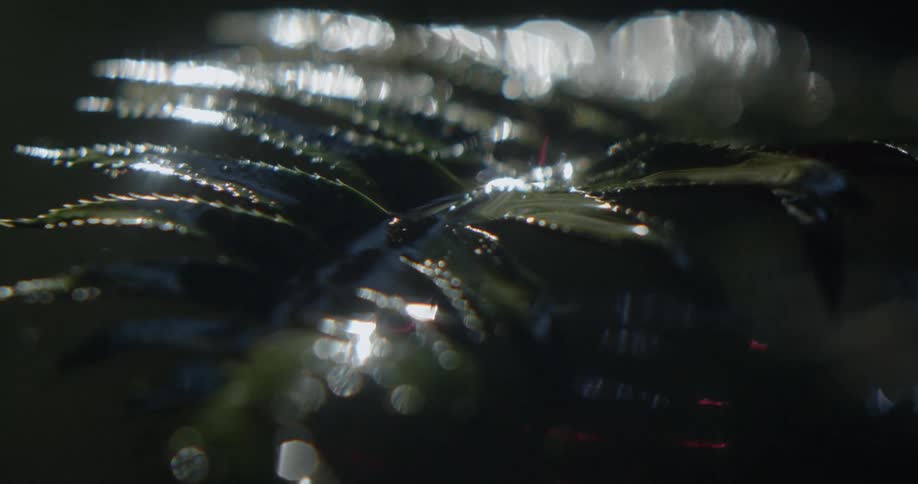Rain falls on tropical leaf while the sun shines bright in the jungle
