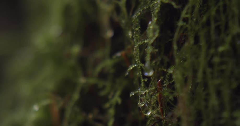 Close up of water droplets hanging from strands of moss