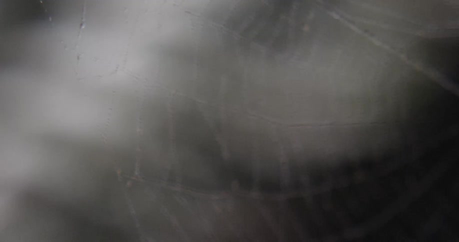 Water drops glint on spiderweb swaying in breeze