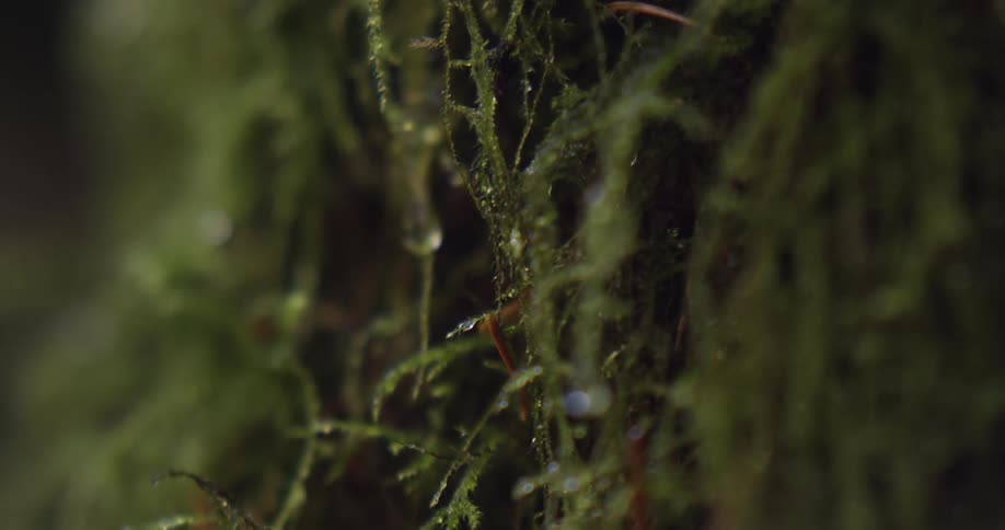 A water droplet drips from a plant