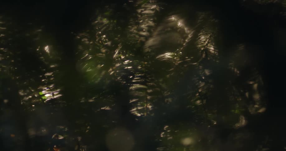 Out of focus blurry shot of thick fern folliage