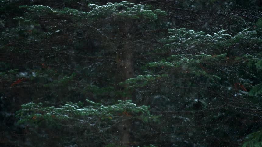 Light snowfall over the trees on a forest