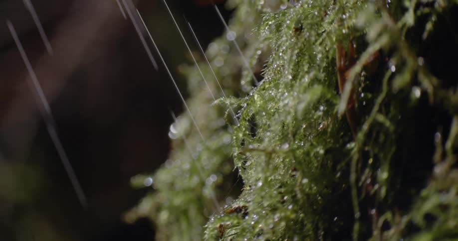 Rain drops are falling onto green moss plants during a night storm