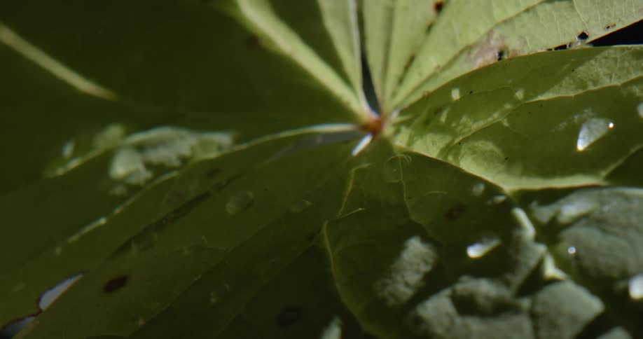 Water drops over the green leaf of a plant