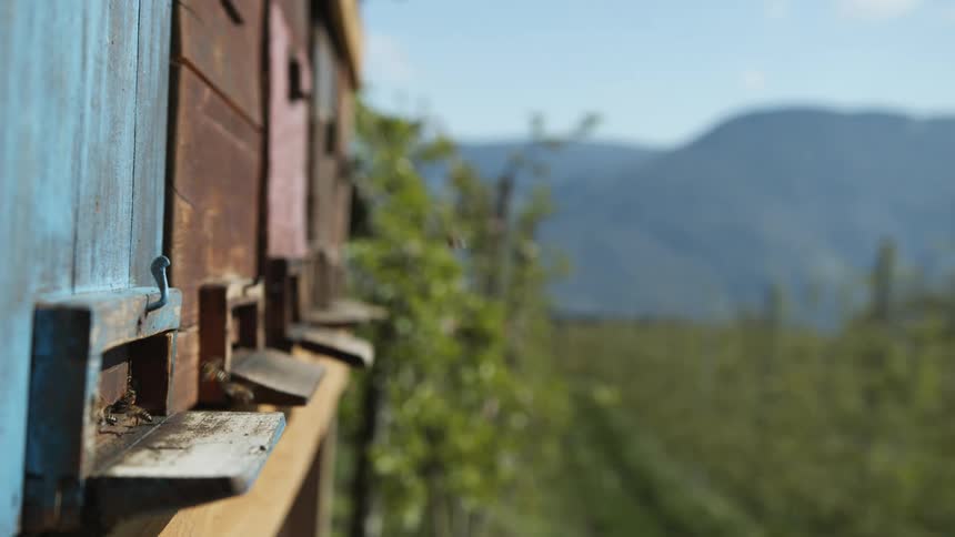 Bees are swarming around bee box hives and going inside them