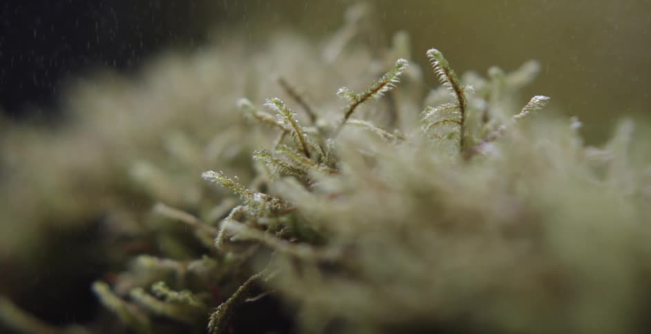 A mist falls over the plant