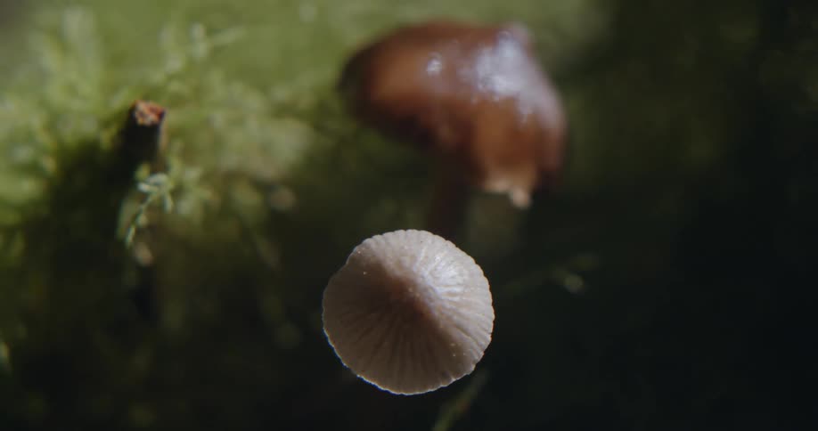 Brown and white mushrooms grow in a patch of grass