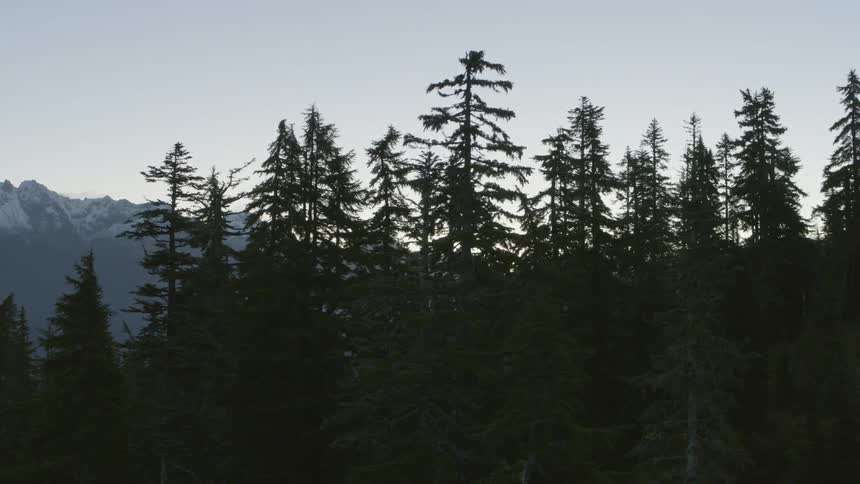 Subtle orbit around the silhouette of tall trees in front of a distant mountain ridge