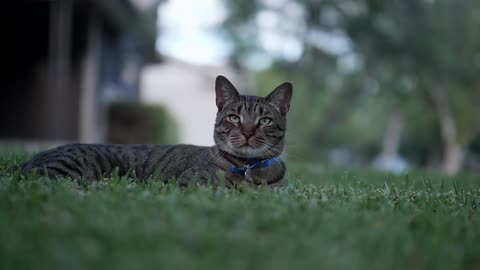 Tabby cat with a blue collar resting on the green lawn in the backyard