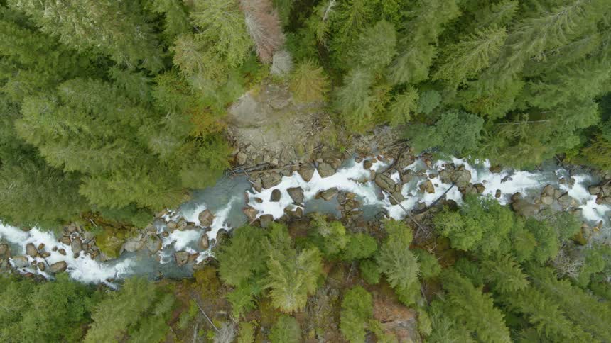 Top down view of blue river rapids flowing along old growth trees