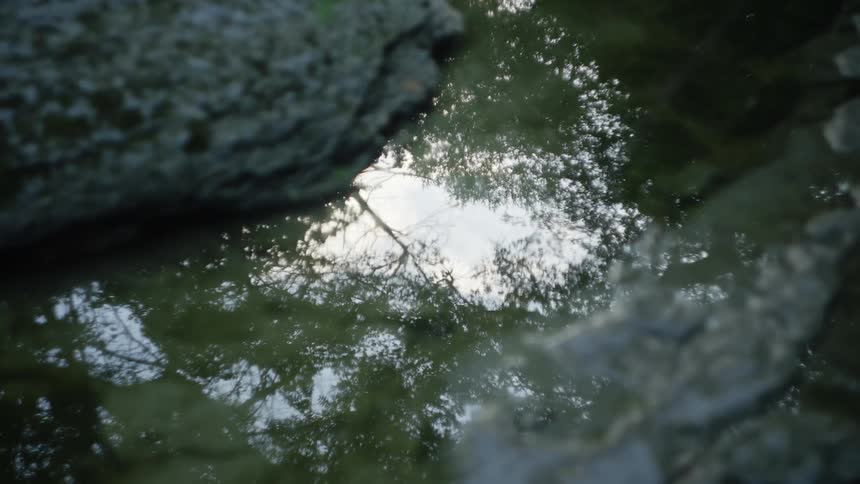 A puddle on the ground reflects the sky and foliage of the nearby trees