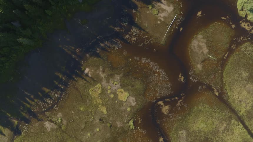 Birds eye view of the transition zone from dense forest to a rich alpine wetland