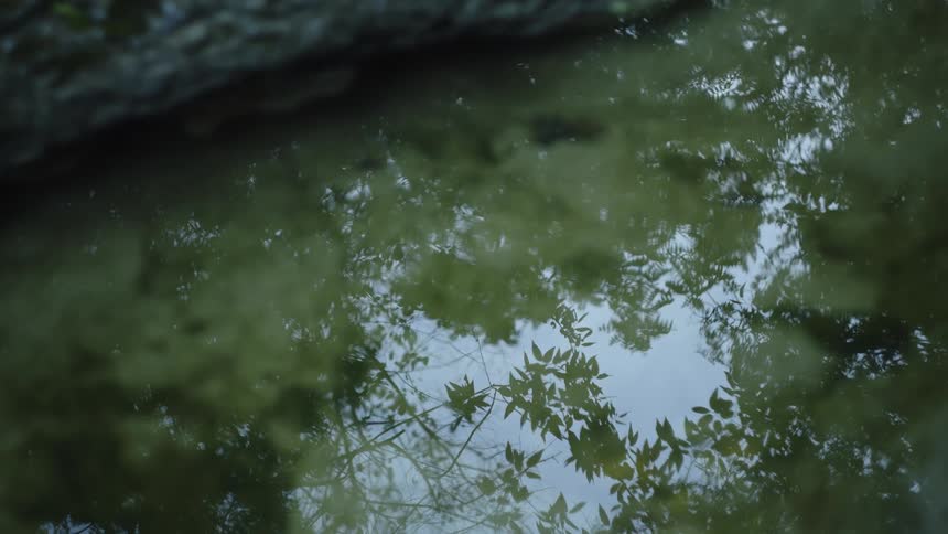 Trees reflecting on the calm water of a river at daytime