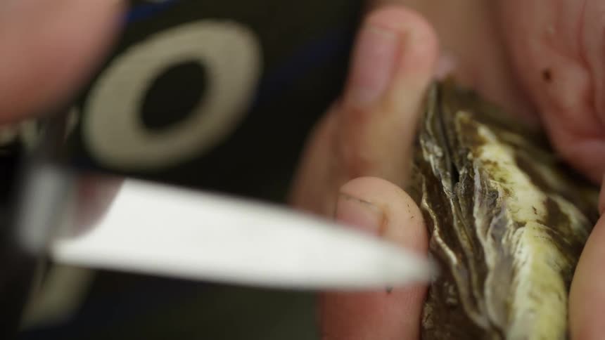 A person opening a clam with a knife
