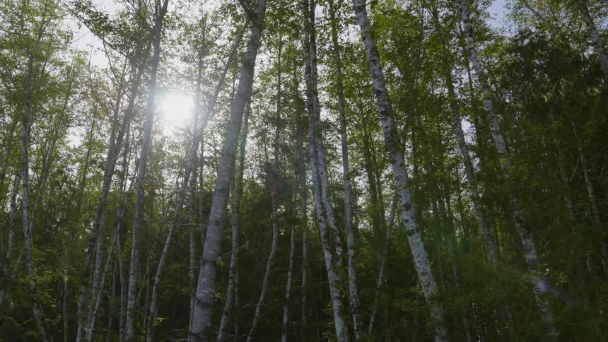 Bright sunlight streams through the canopy of a beautiful green forest