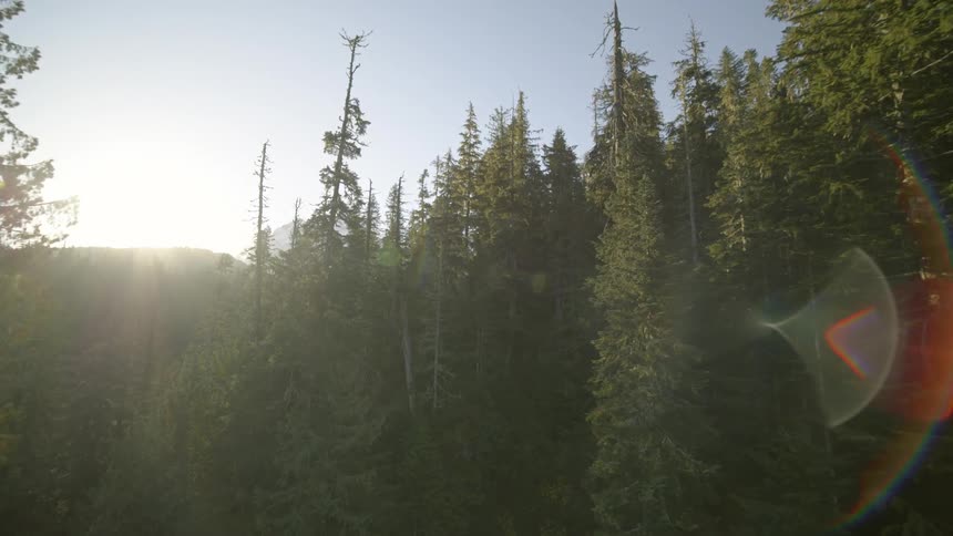 Sunlight shines brightly on trees in a forest and mountains in the distance