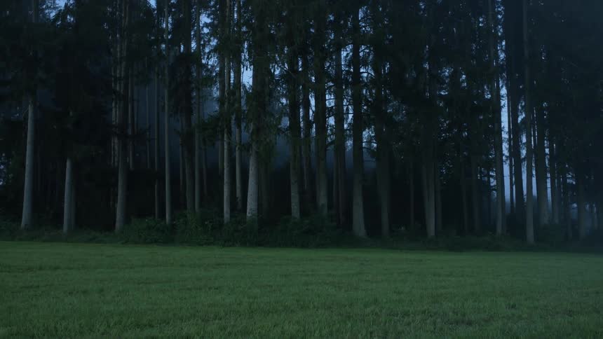 A view of a forest full of trees