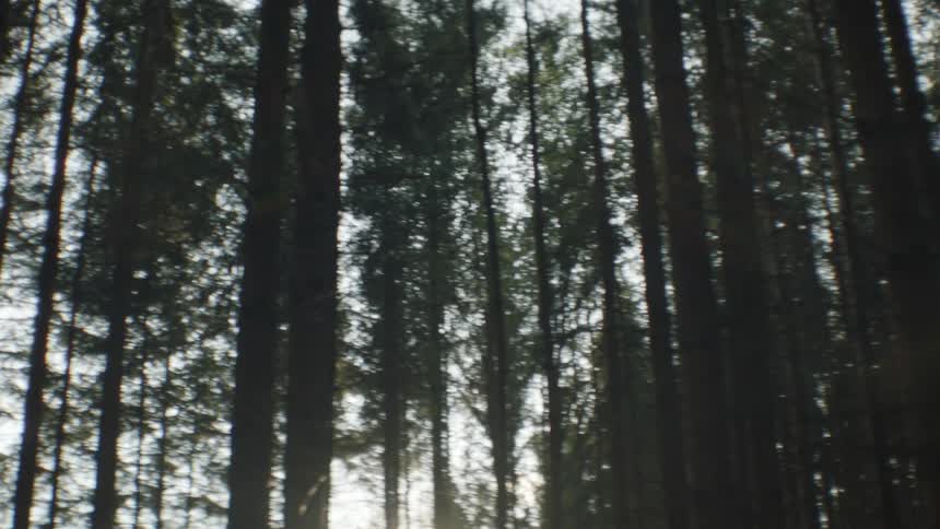 An orbiting shot of a conifer forest