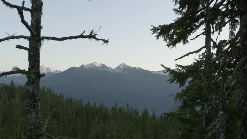 Pullback reveal through old growth trees of a mountain forest