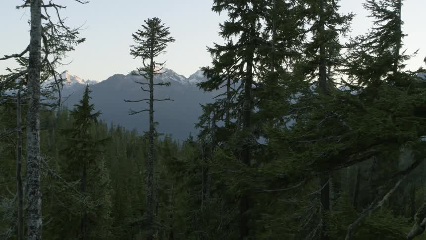 Snowy mountain tops rise behind a dense forest of green trees at sunrise