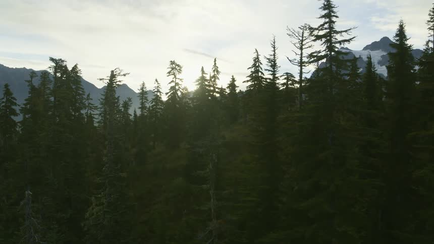 Slow traverse along the tree tops in front of a beautiful high mountain summit