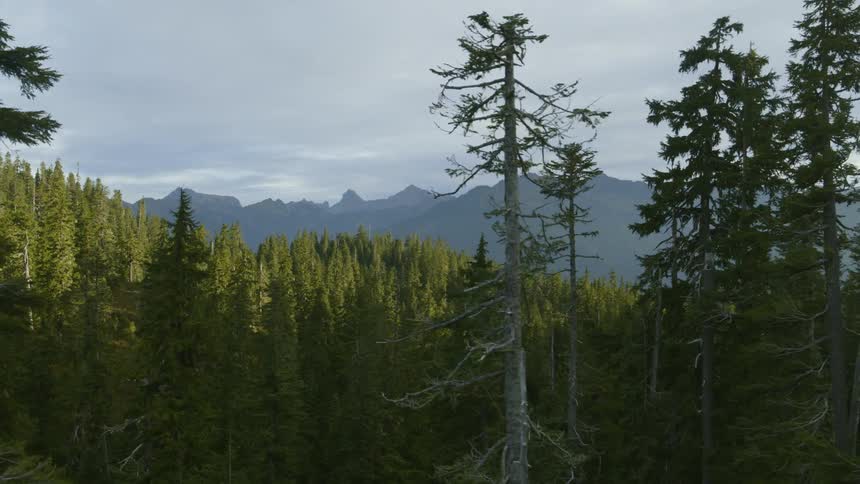 Old growth trees stand tall in front of an alpine forest with the ridge of a mountain range in the distance