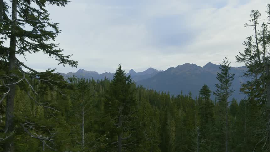 Tall trees grow under the jagged ridgeline of mountains in the distance
