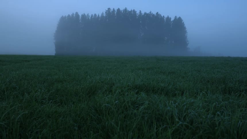 Pine tree forest surrounded by mist on the green grassland