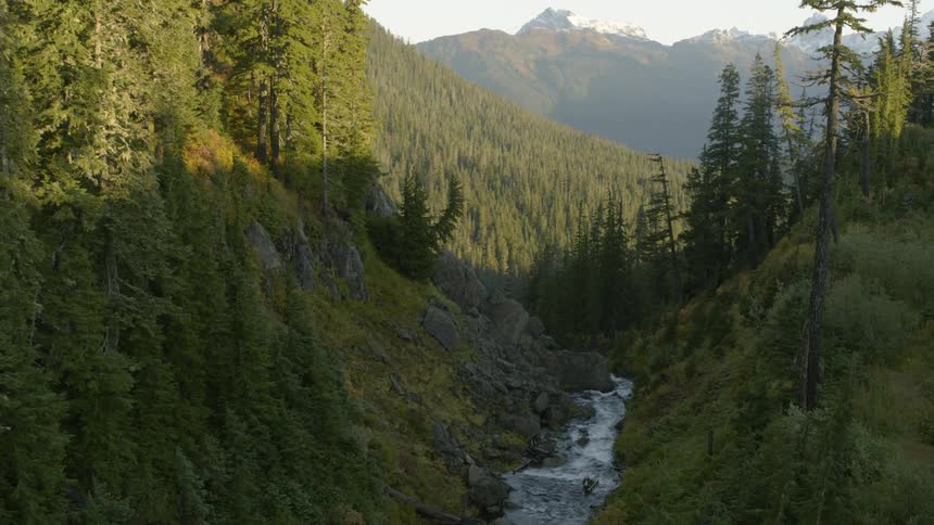 A rushing stream flows through a beautiful mountain forest at sunrise