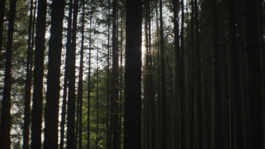 A forest with trees with the sun the sky and clouds in the background