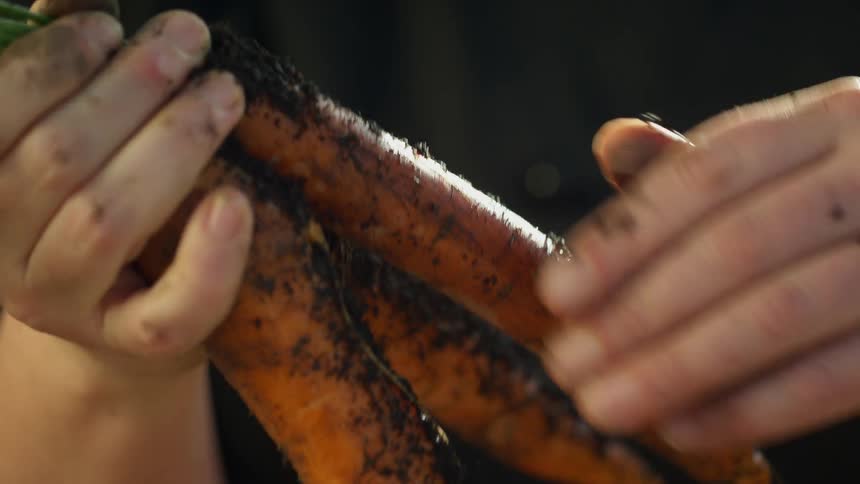 A person uses their hands to clean dirt from freshly picked carrots