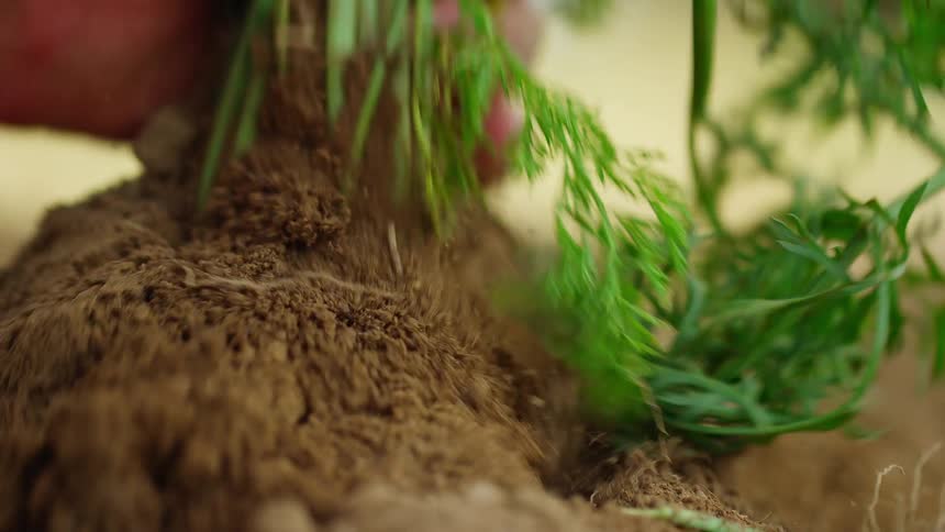 A hand reaches down and pulls carrots out of the ground