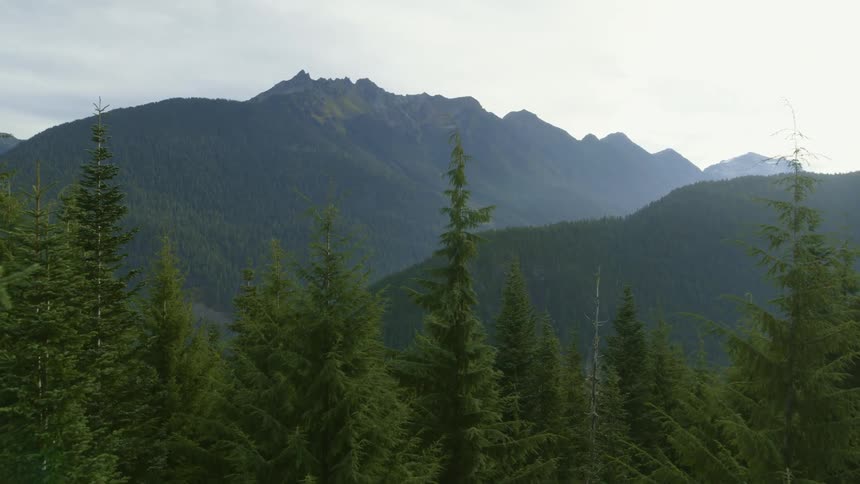 Slow skim above the tree tops to reveal a deep mountainside valley and huge evergreen forest