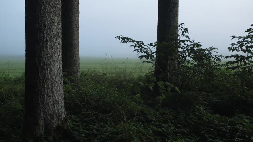 Heavy fog covers the field past the trees