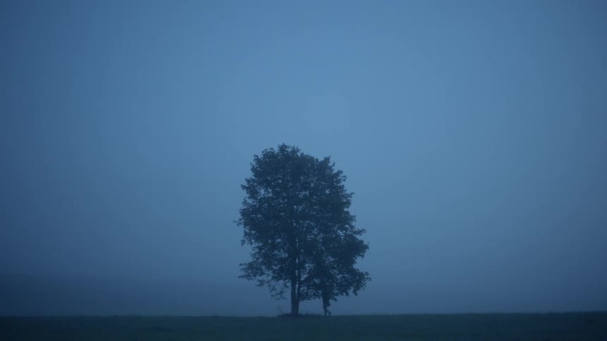 A person is walking past a tree in an open field