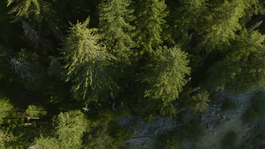 Dynamic top down view of pine and fir trees growing along a mountain ridge
